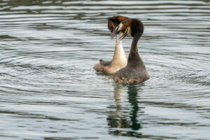 2022-04-24 Great Crested Grebe love dance