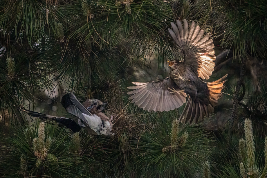 2022-05-15 Kung-Fu Blackbird
