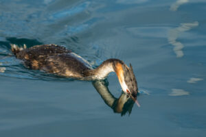 2022-07-12 Diving Great Crested Grebe