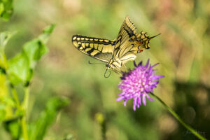 2022-08-05 Swallowtail – Schwalbenschwanz