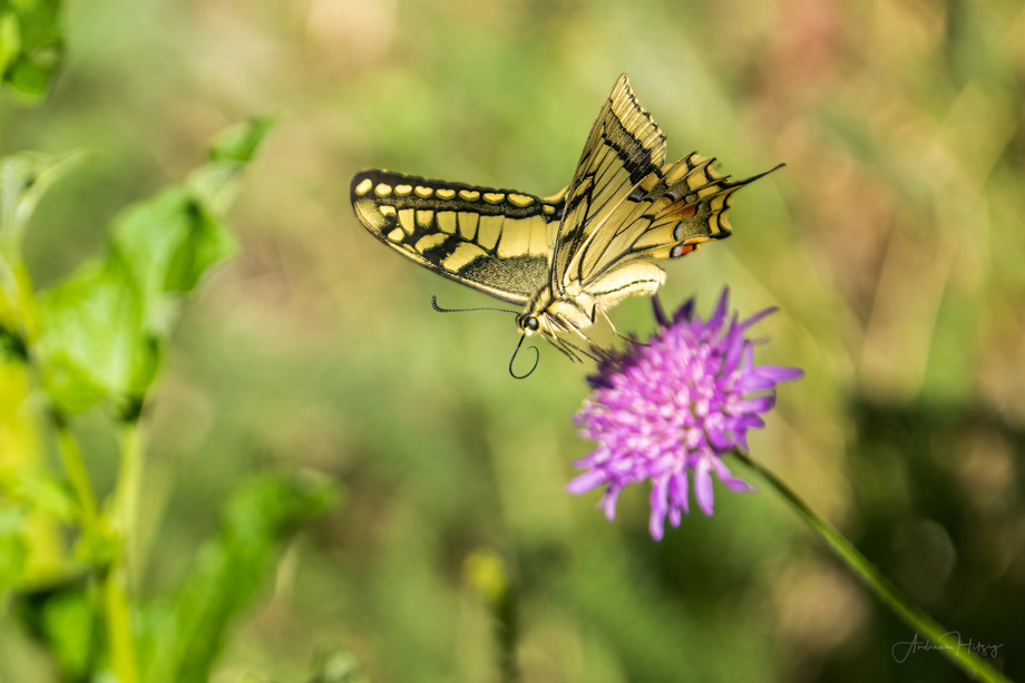 2022-08-05 Swallowtail – Schwalbenschwanz