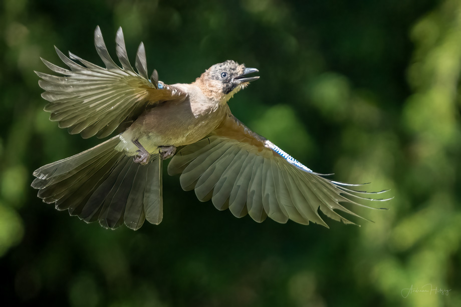 2022-08-03 Eurasian Jay – Eichelhaeher