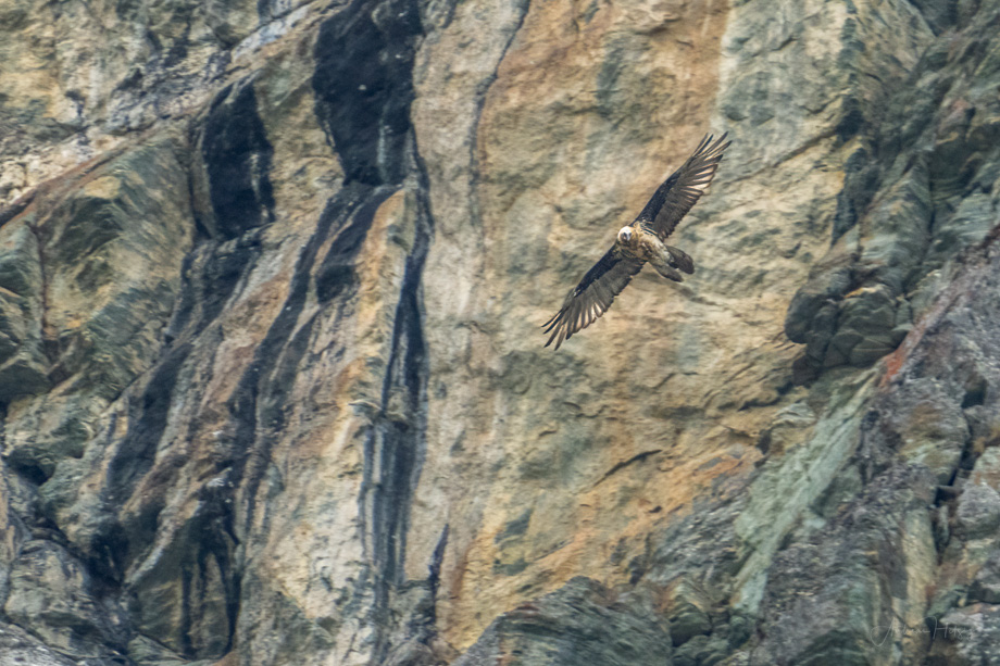 2022-08-03 Bearded Vulture / Bartgeier