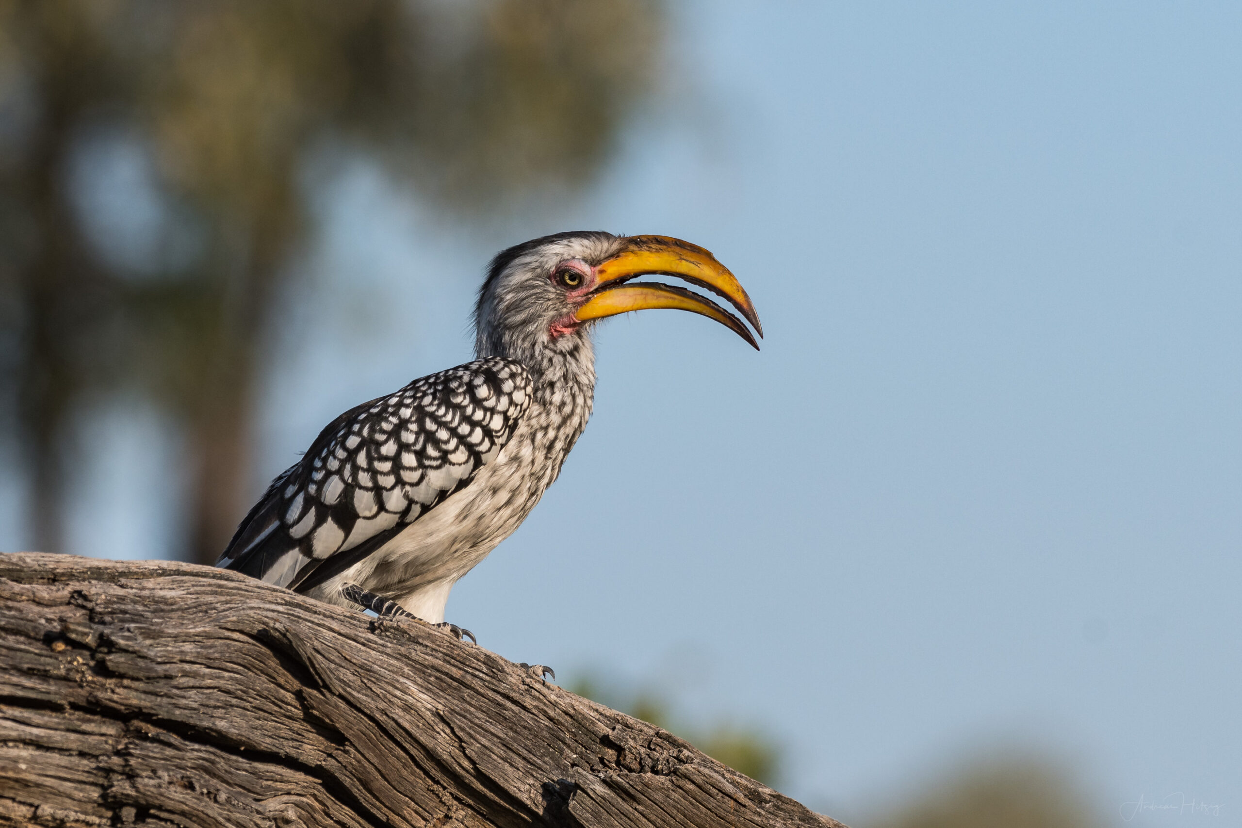 2018-05-09 Khwai River arrival and day 1