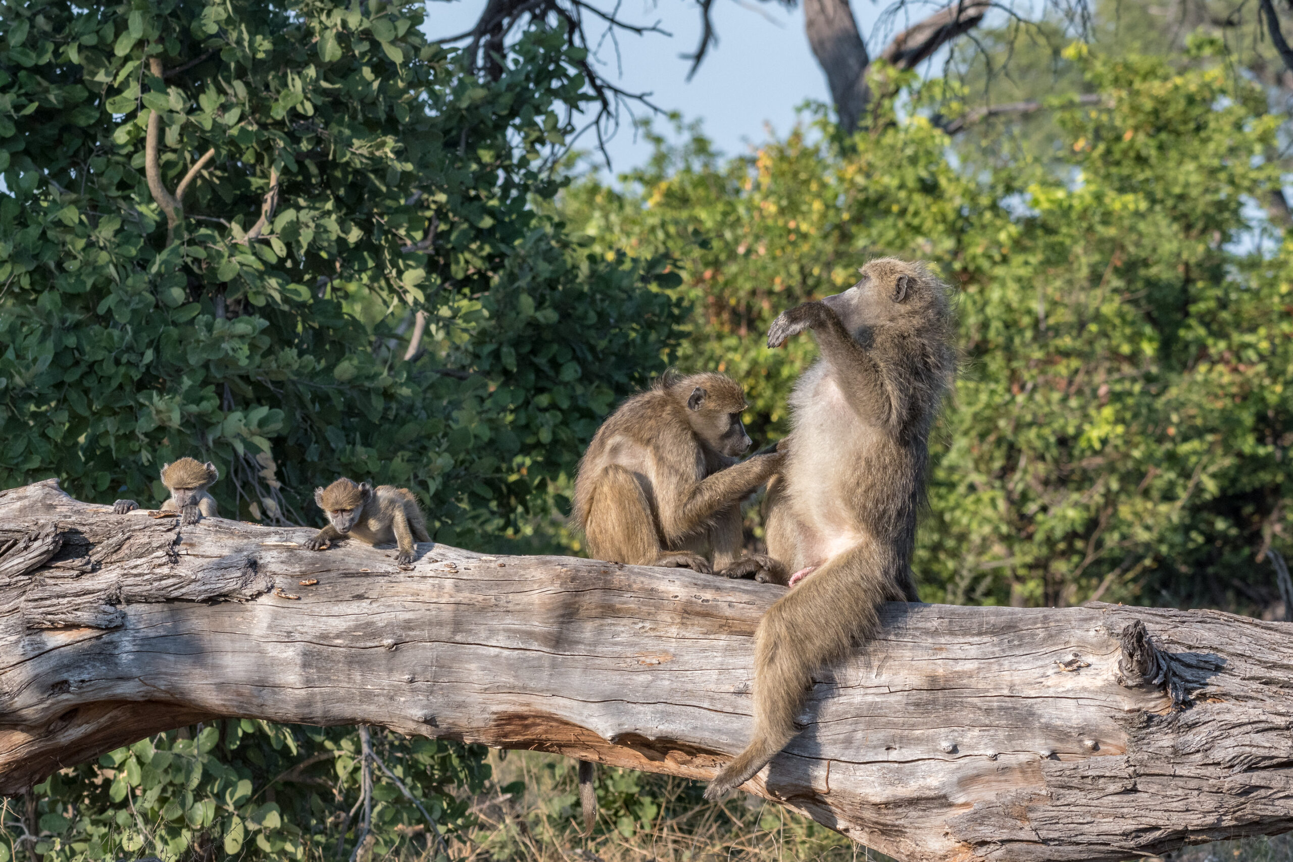 2018-05-12 Khwai River day 3