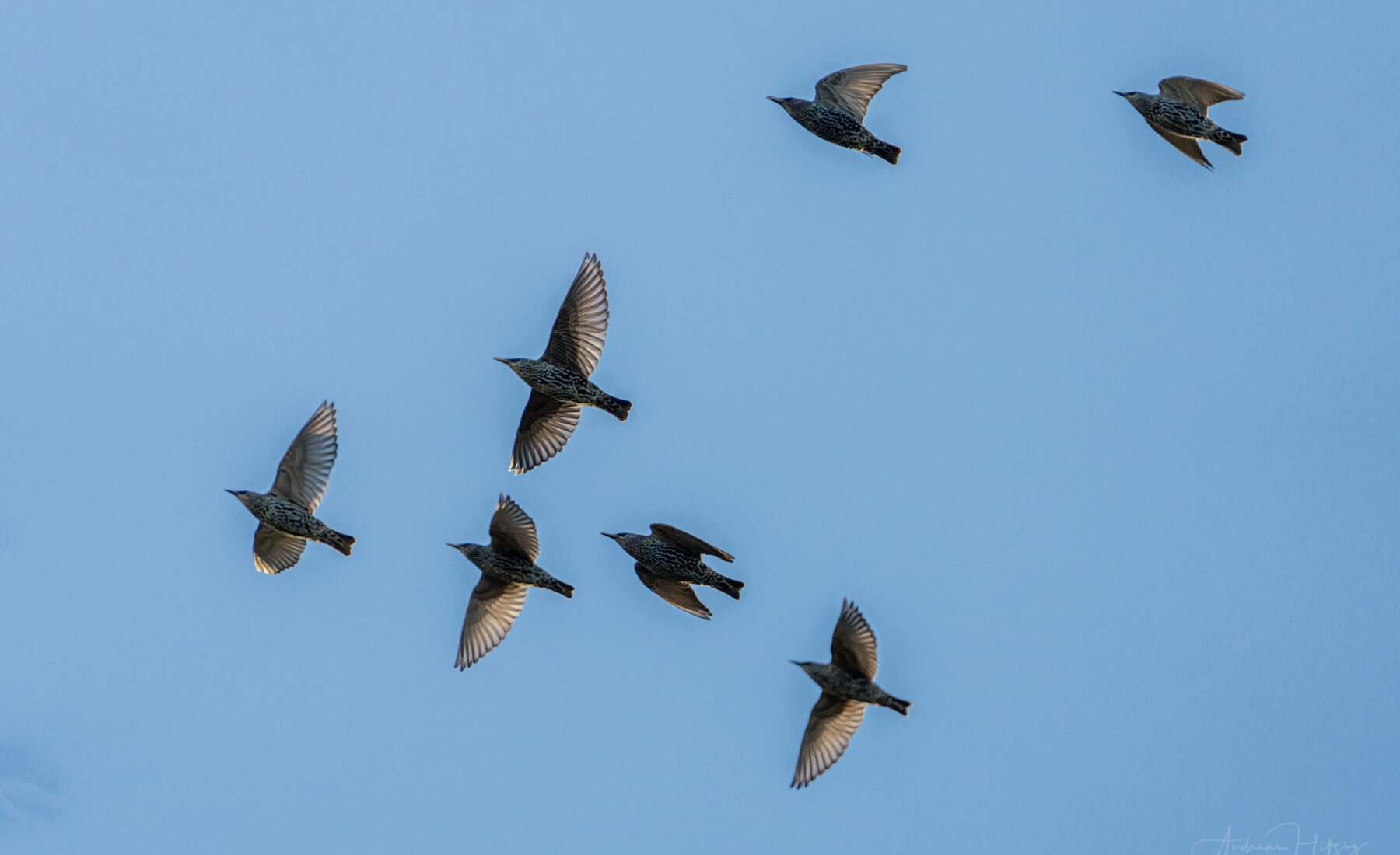 2022-12-17 Starlings from October to December