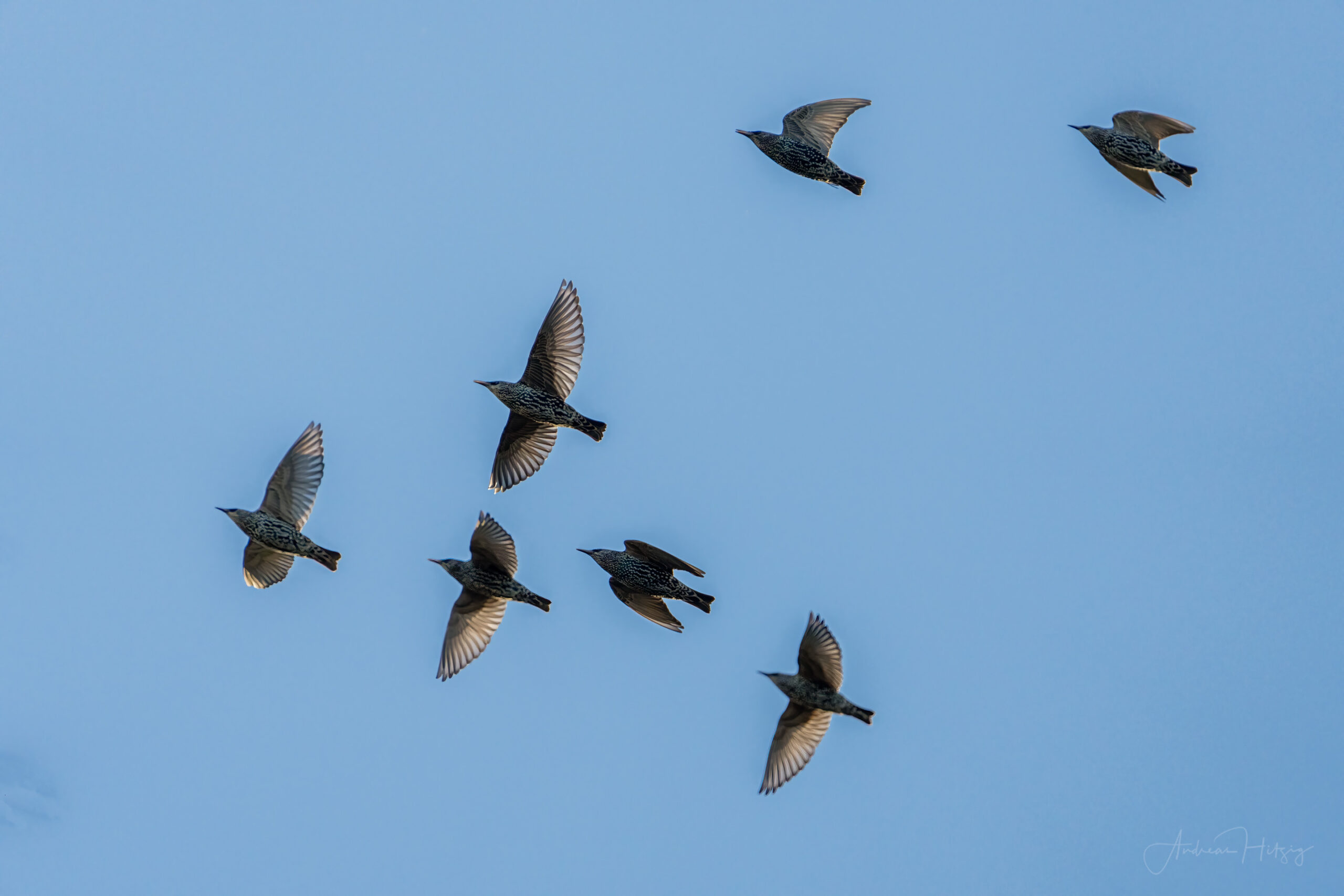 2022-12-17 Starlings from October to December