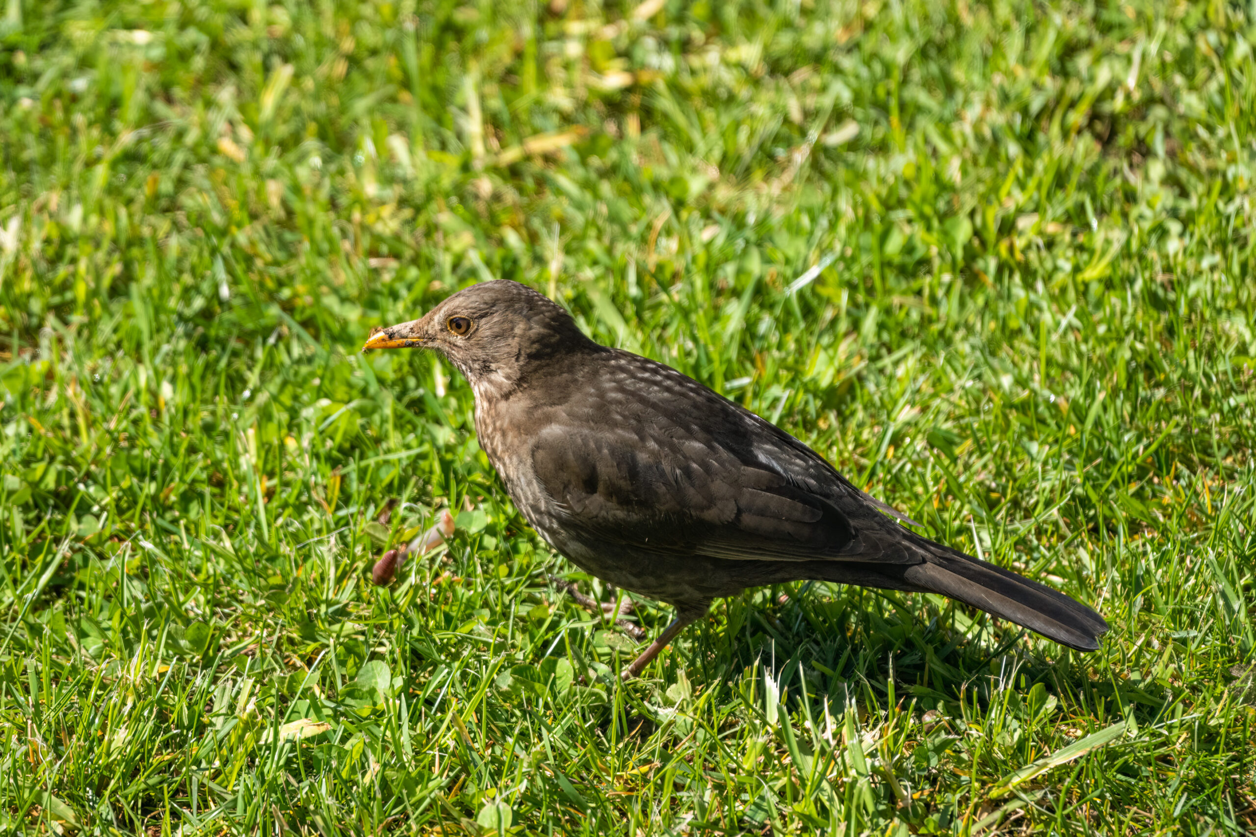 2023-04-08 Snack for a black bird