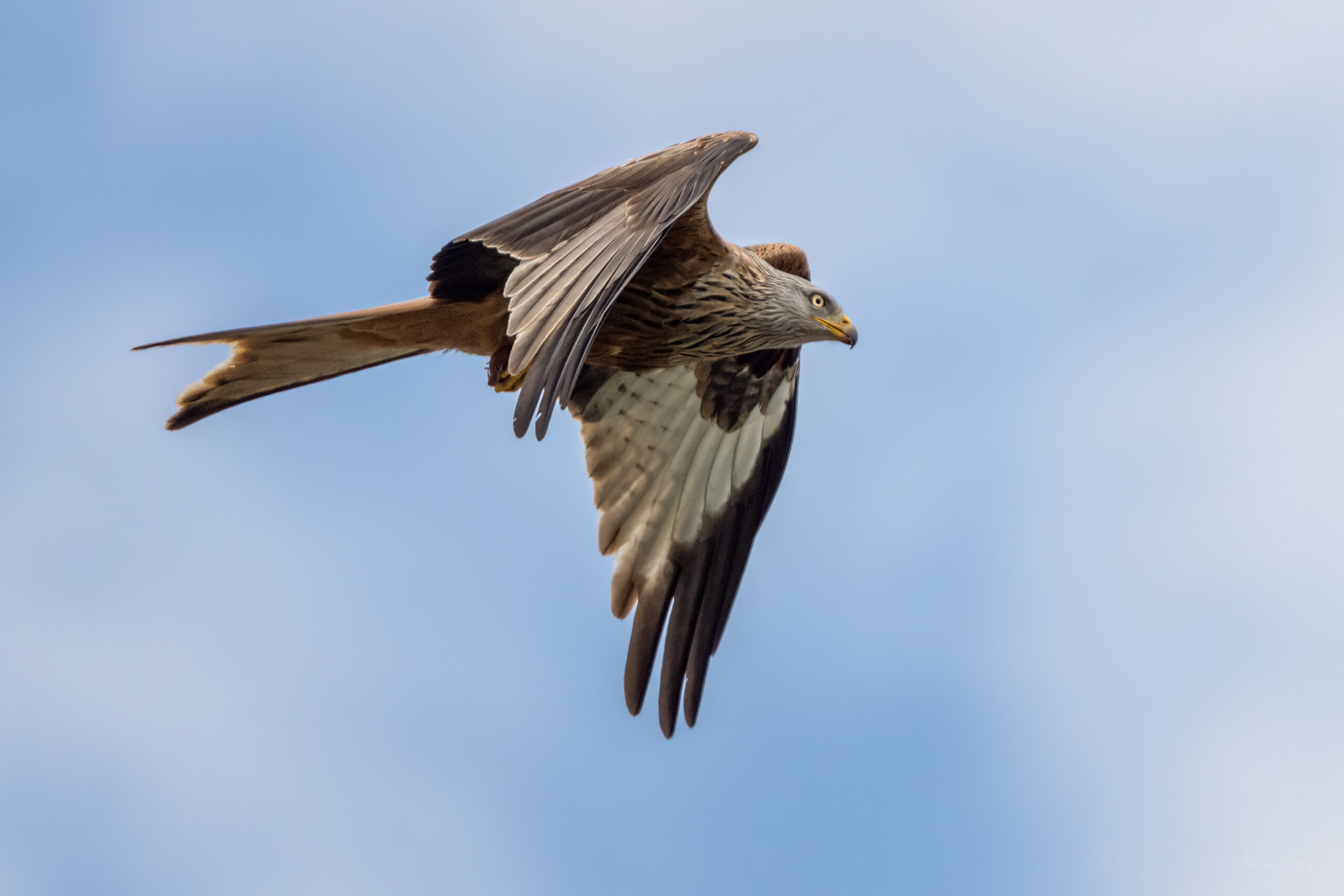 2023-04-23 Red Kite