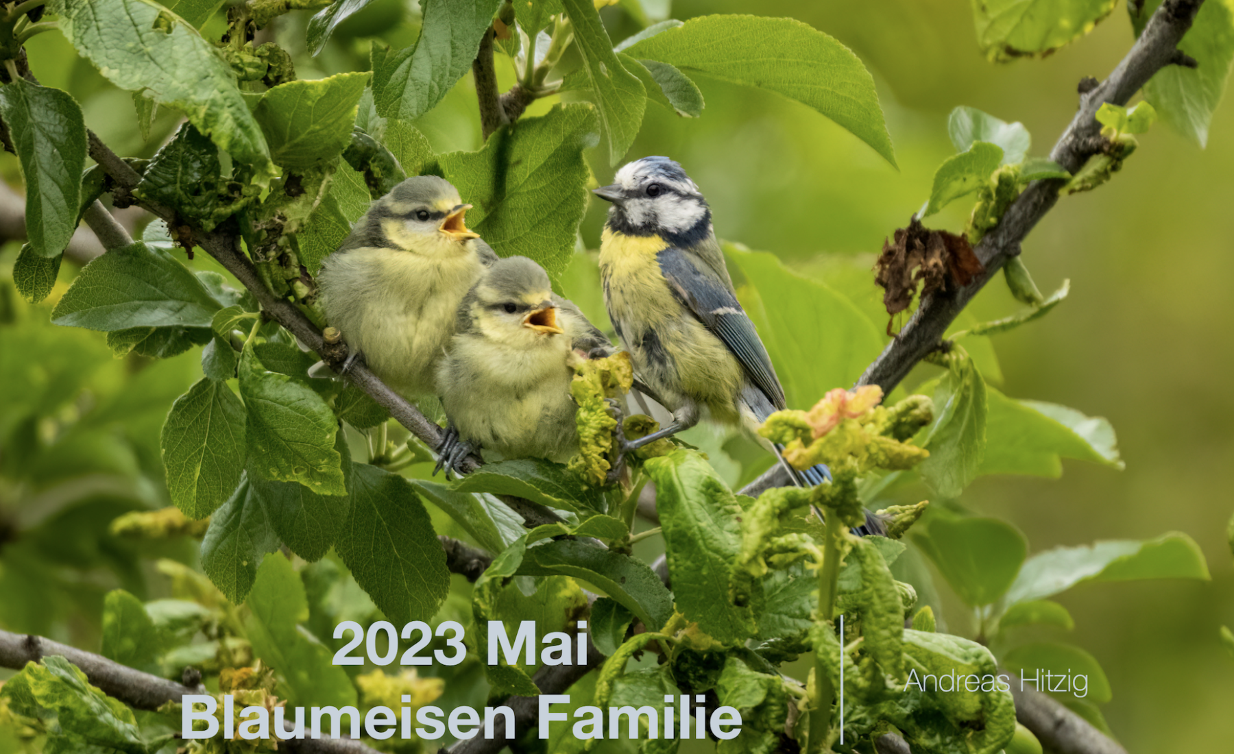 2023-06-10 May Photo book of “our” Blue Tit family as pdf-File