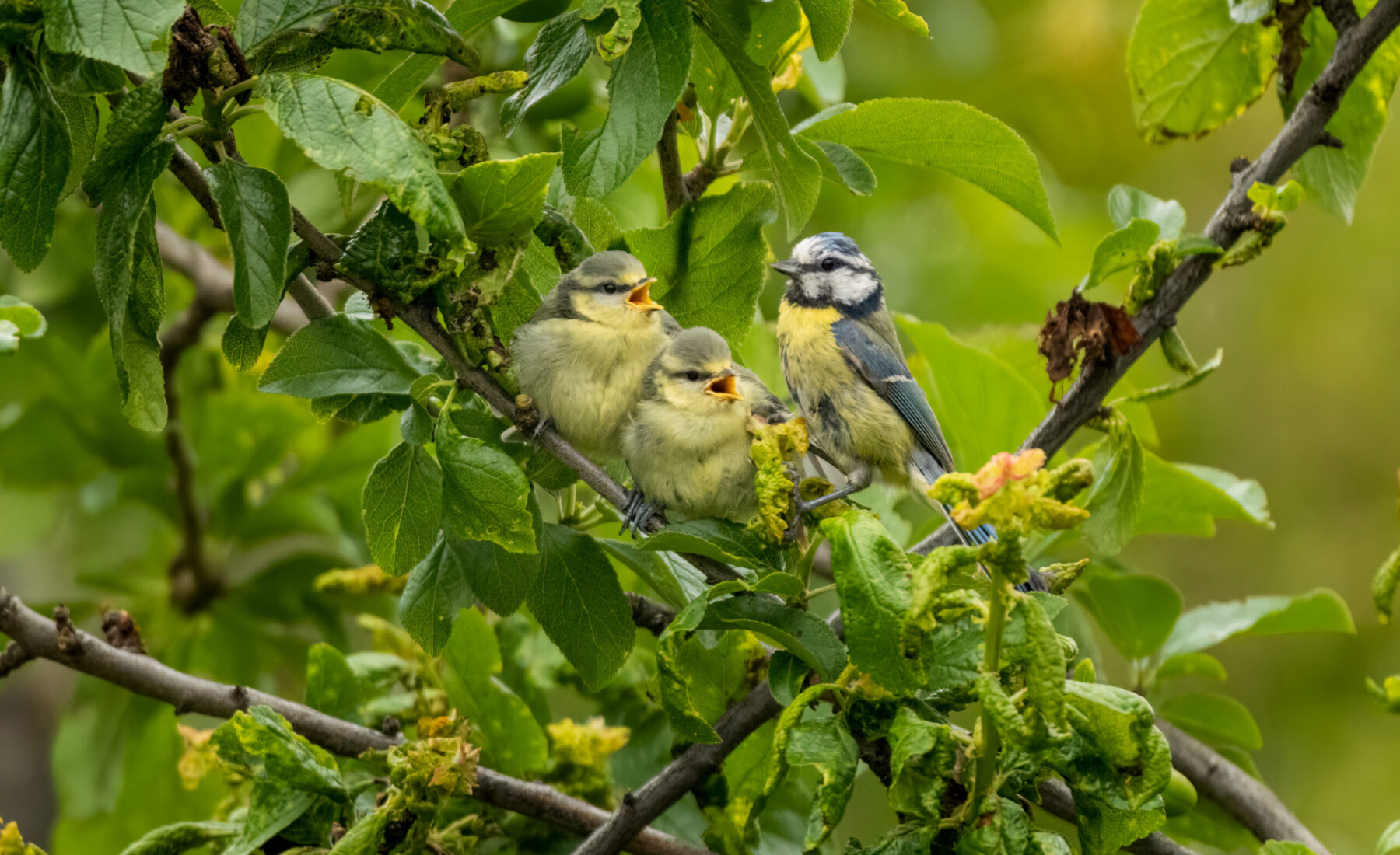 2023-07-02 Blue Tit family in May/June