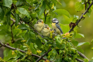 2023-07-02 Blue Tit family in May/June