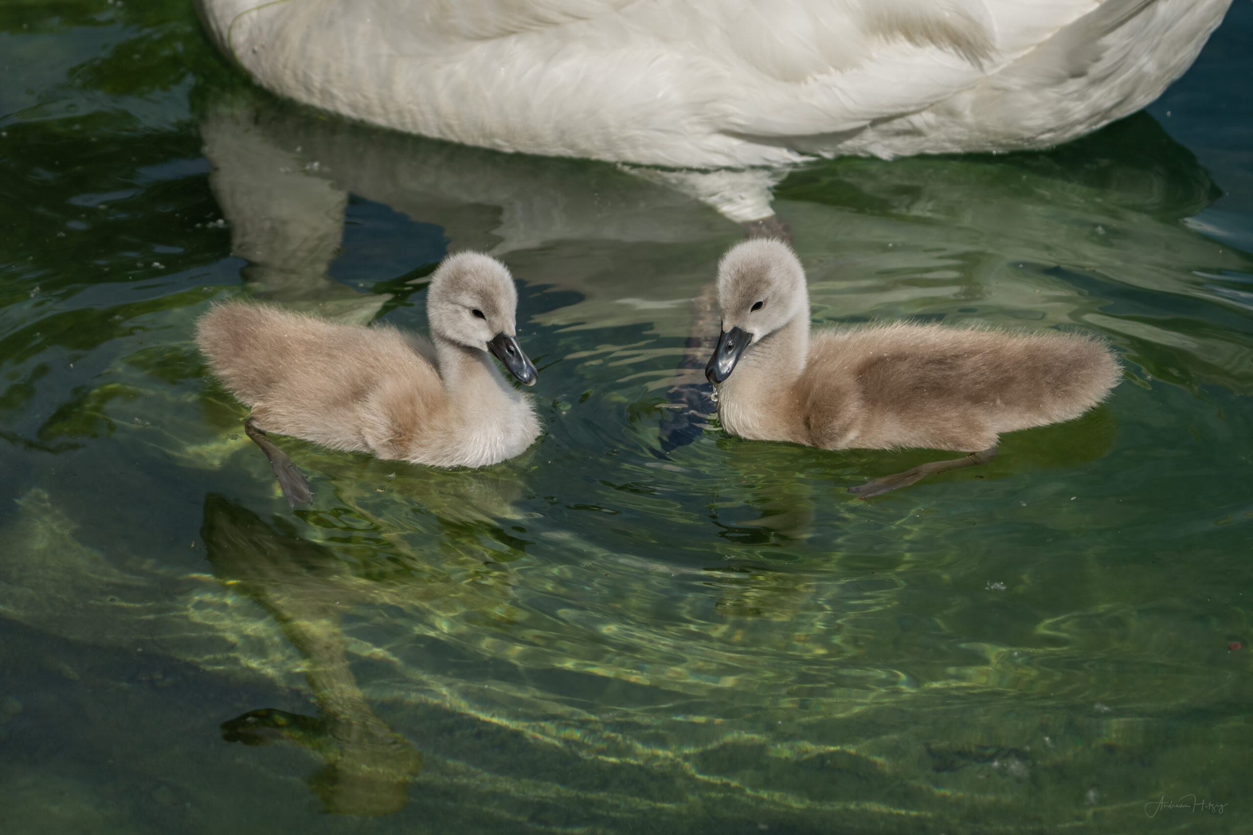 2023-06-12 Swan family in La Pichette