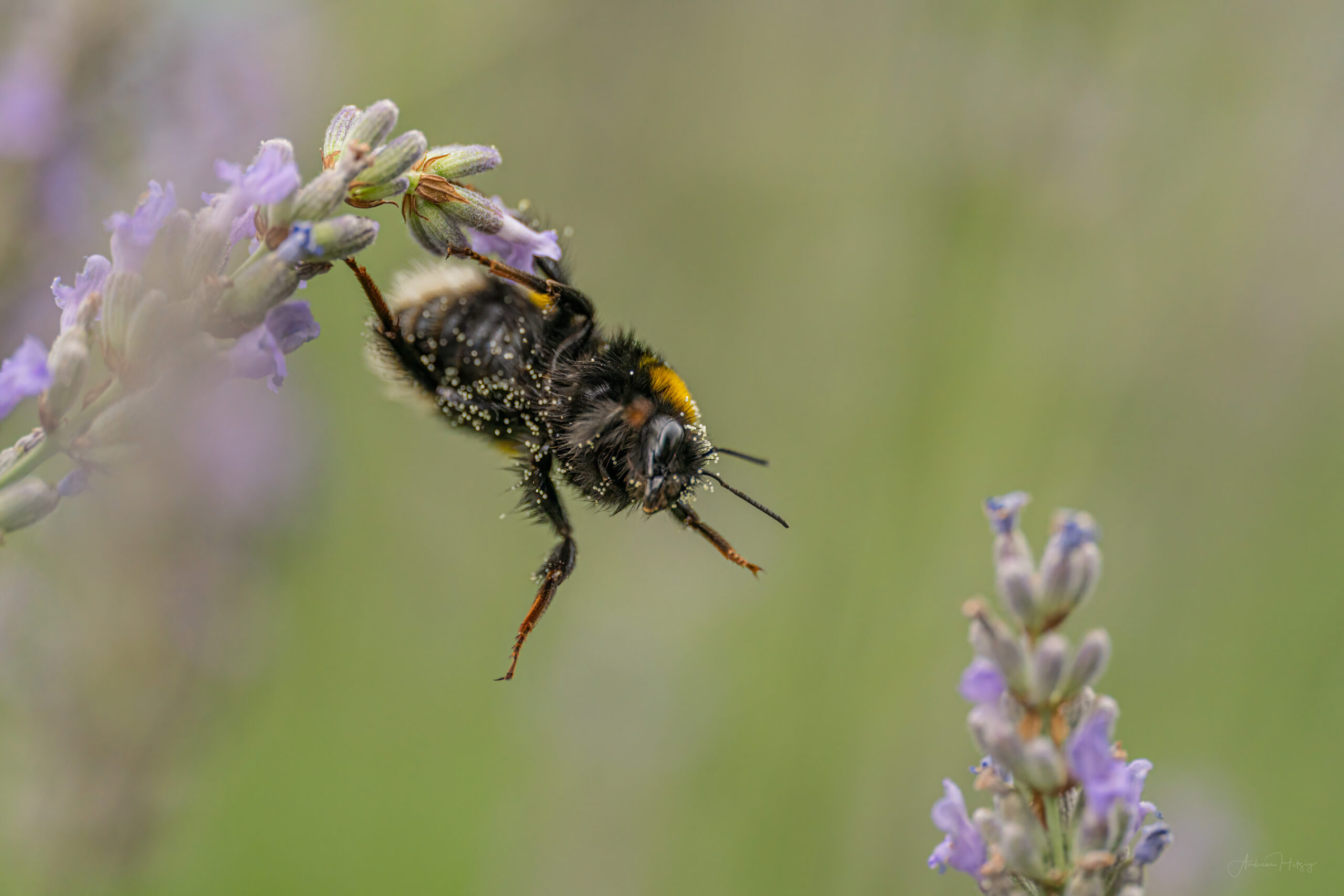 2023-07-15 Lazy bumblebee