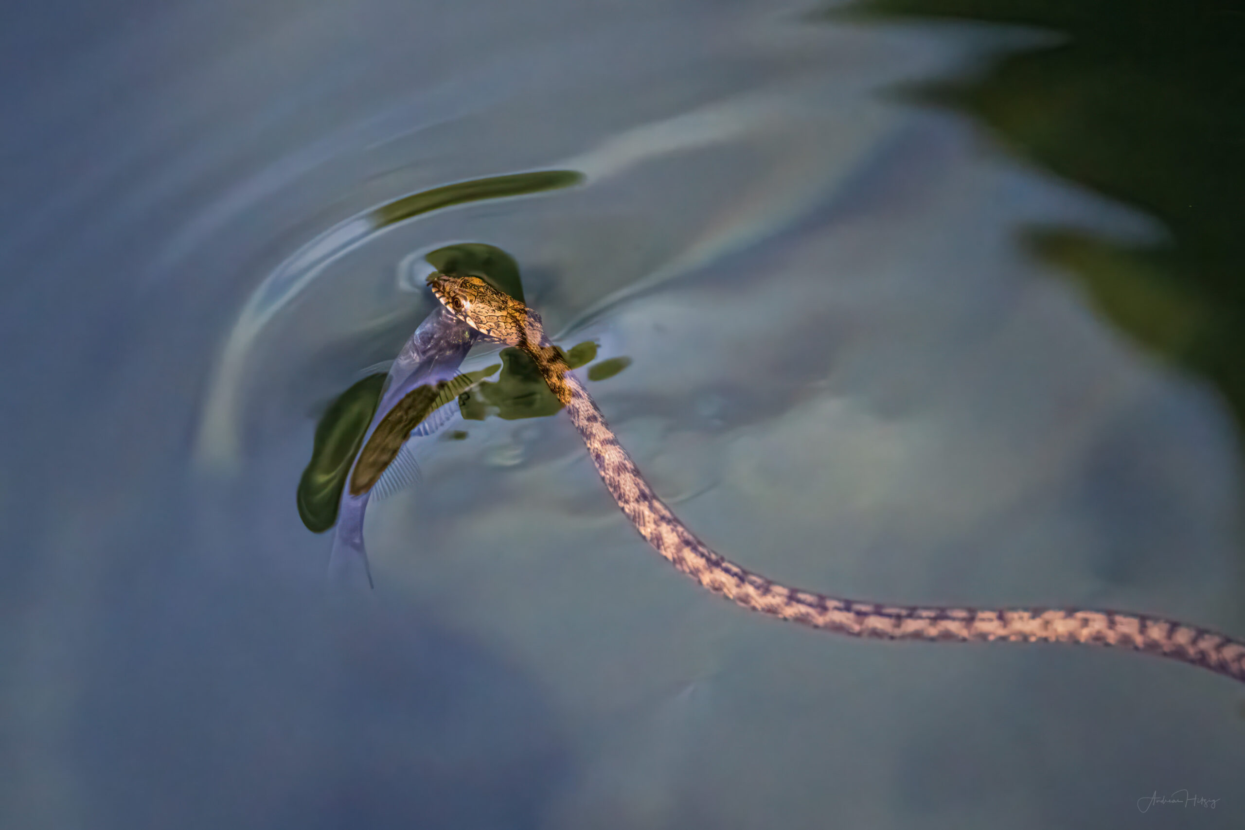 2023-07-20 Little water snake