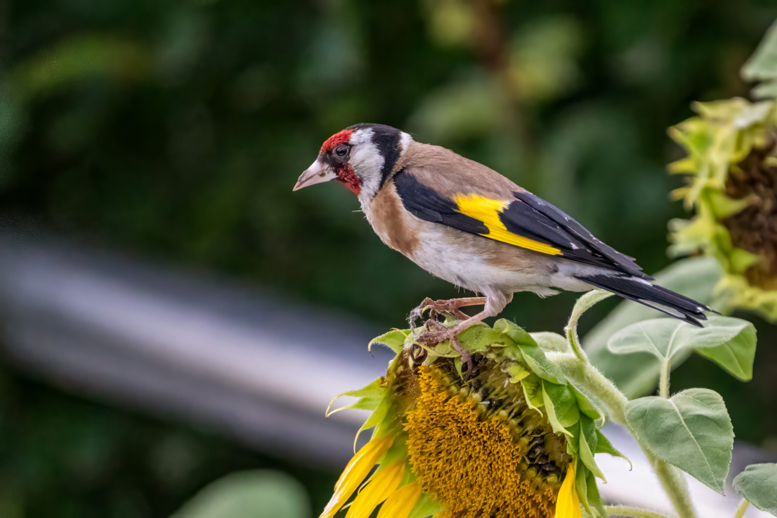 2023-08-04 European Goldfinch in Corseaux in July