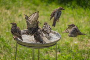 2023-09-03 Starlings having a party