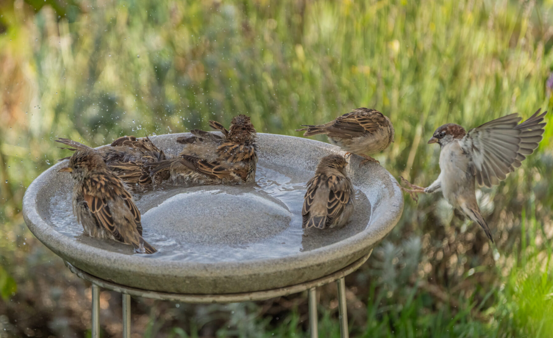 2023-09-03 Sparrows having a party