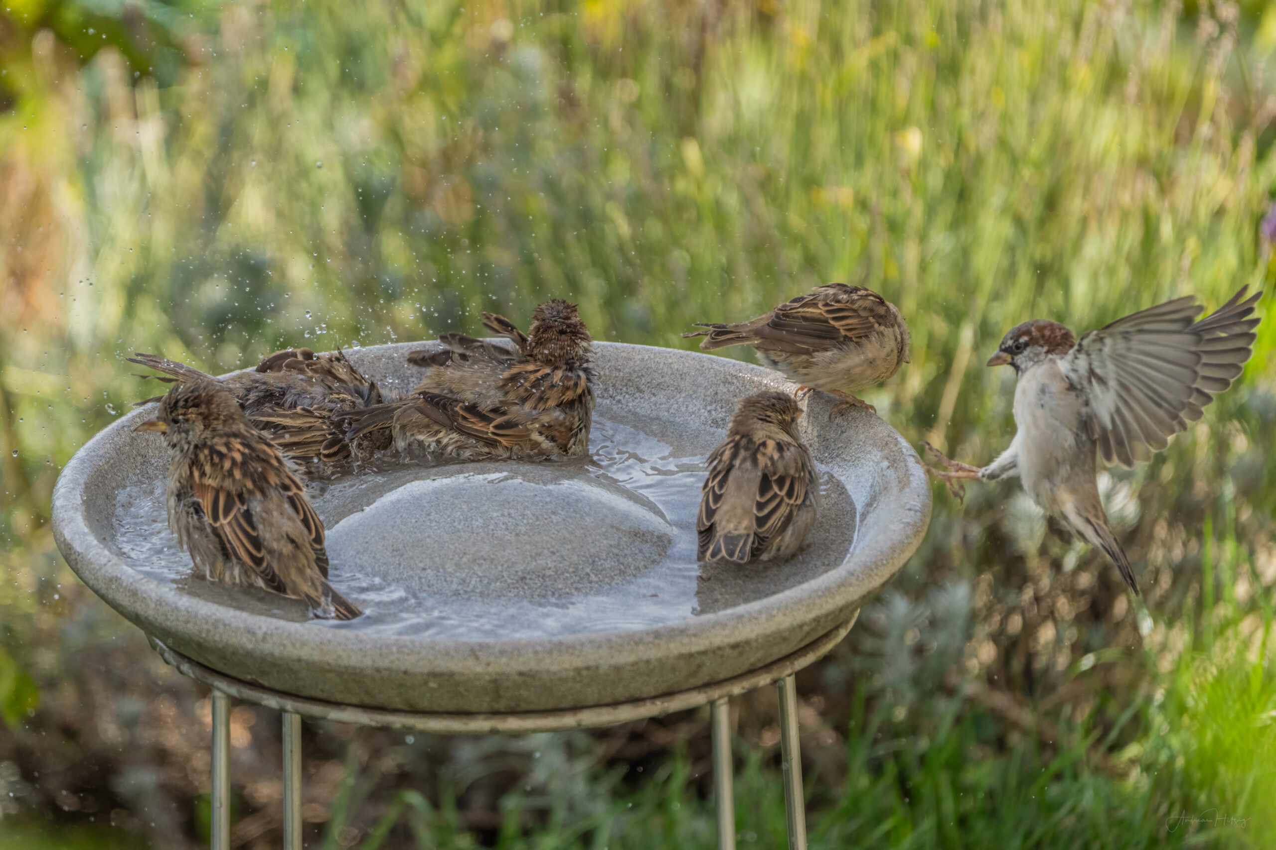 2023-09-03 Sparrows having a party