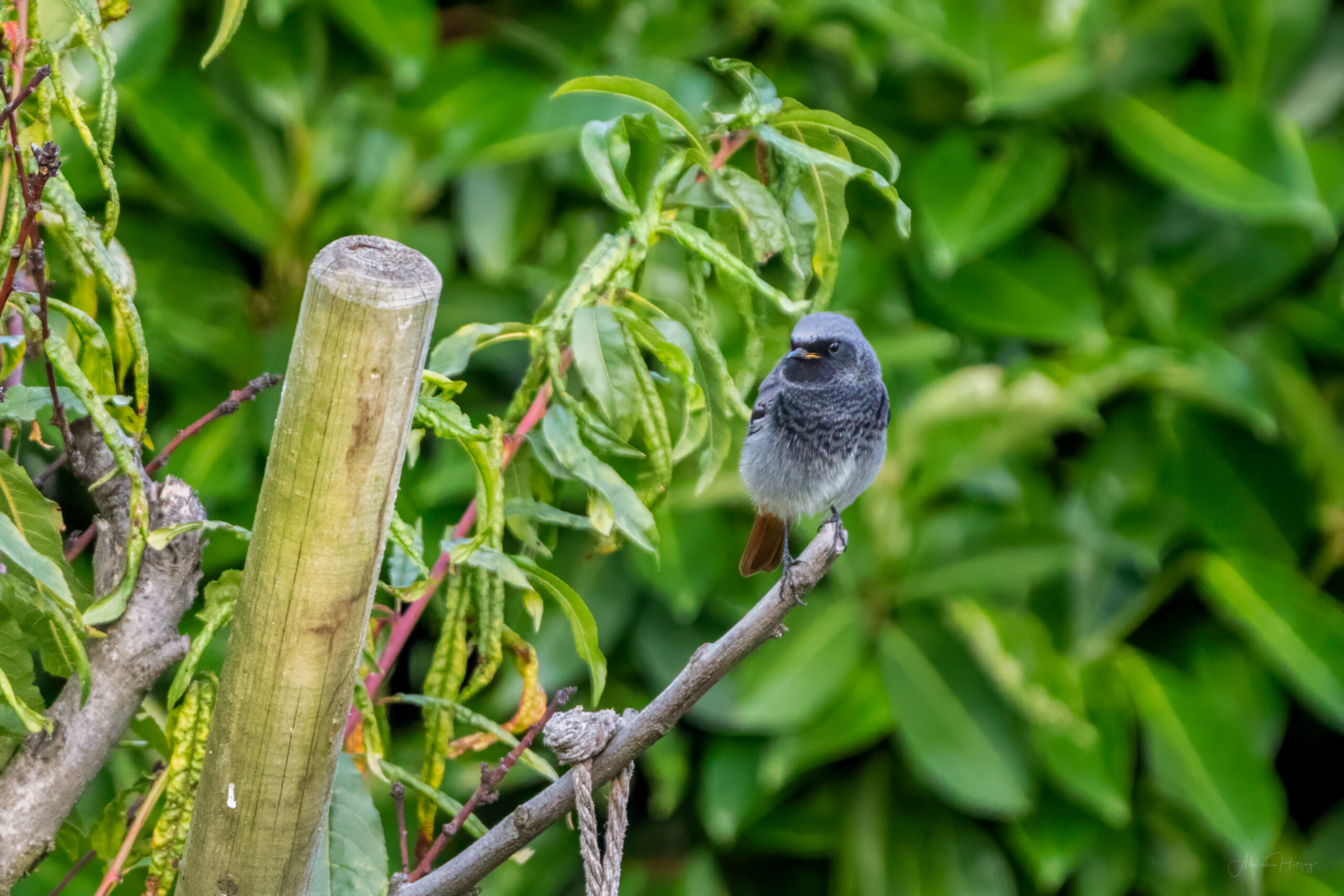 2023-10-10 Black Redstart