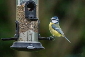 2024-01-21 Blue tits in the garden and on the bird feeder