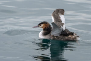2024-01-13 Waterbirds from La Pichette