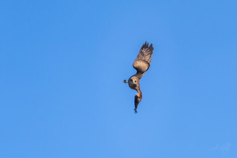 2024-02-09 Black kite defending their nest