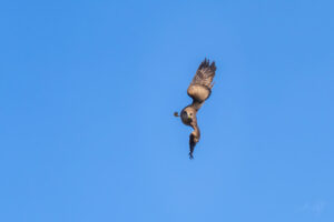 2024-02-09 Black kite defending their nest