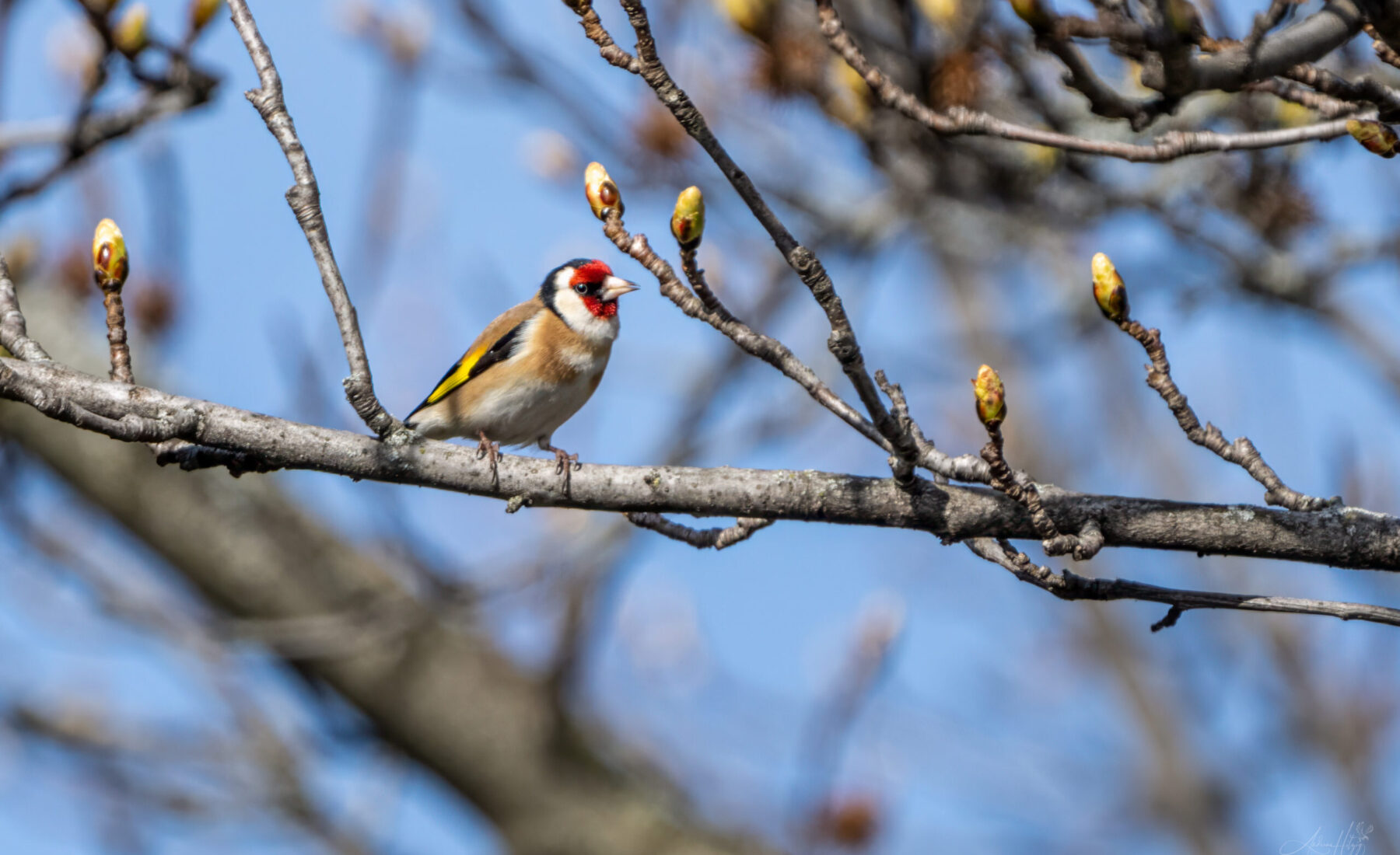 2024-04-02 März Vögel : Distelfink / March birds : Goldfinch