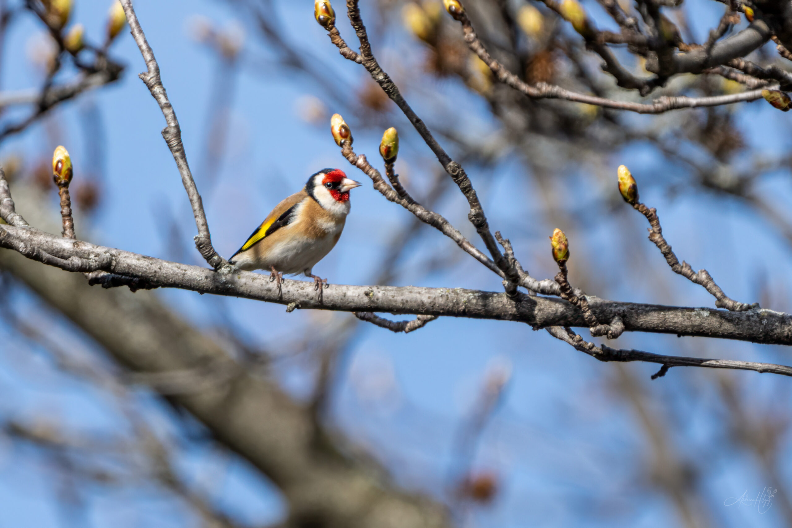 2024-04-02 März Vögel : Distelfink / March birds : Goldfinch