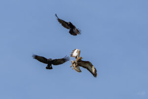 2024-04-02 März Vögel : Bussard / March birds : Buzzard