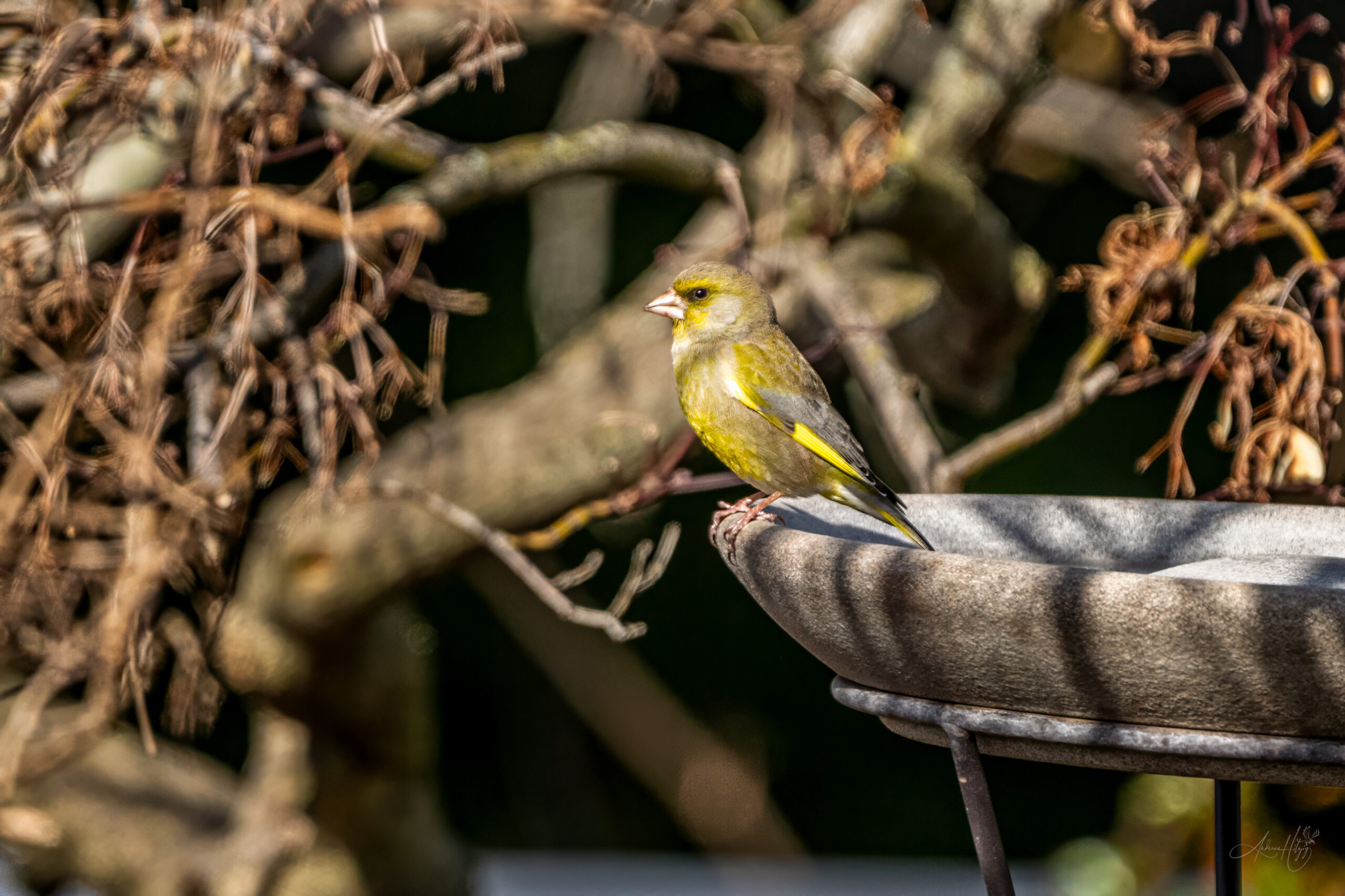 2024-04-02 März Vögel : Grünfink / March birds : Greenfinch