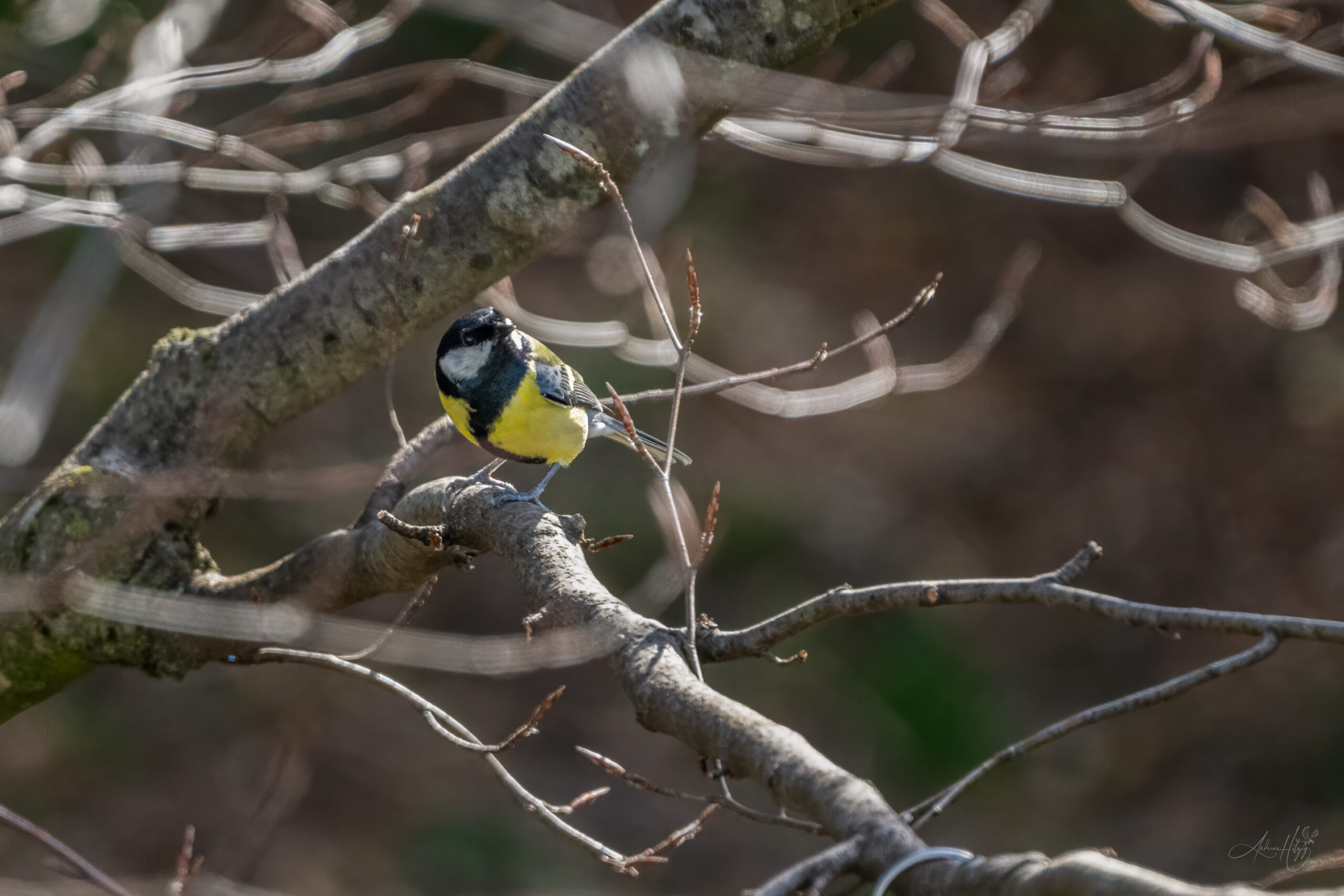 2024-04-02 März Vögel : Kohlmeise / March birds : Great Tit