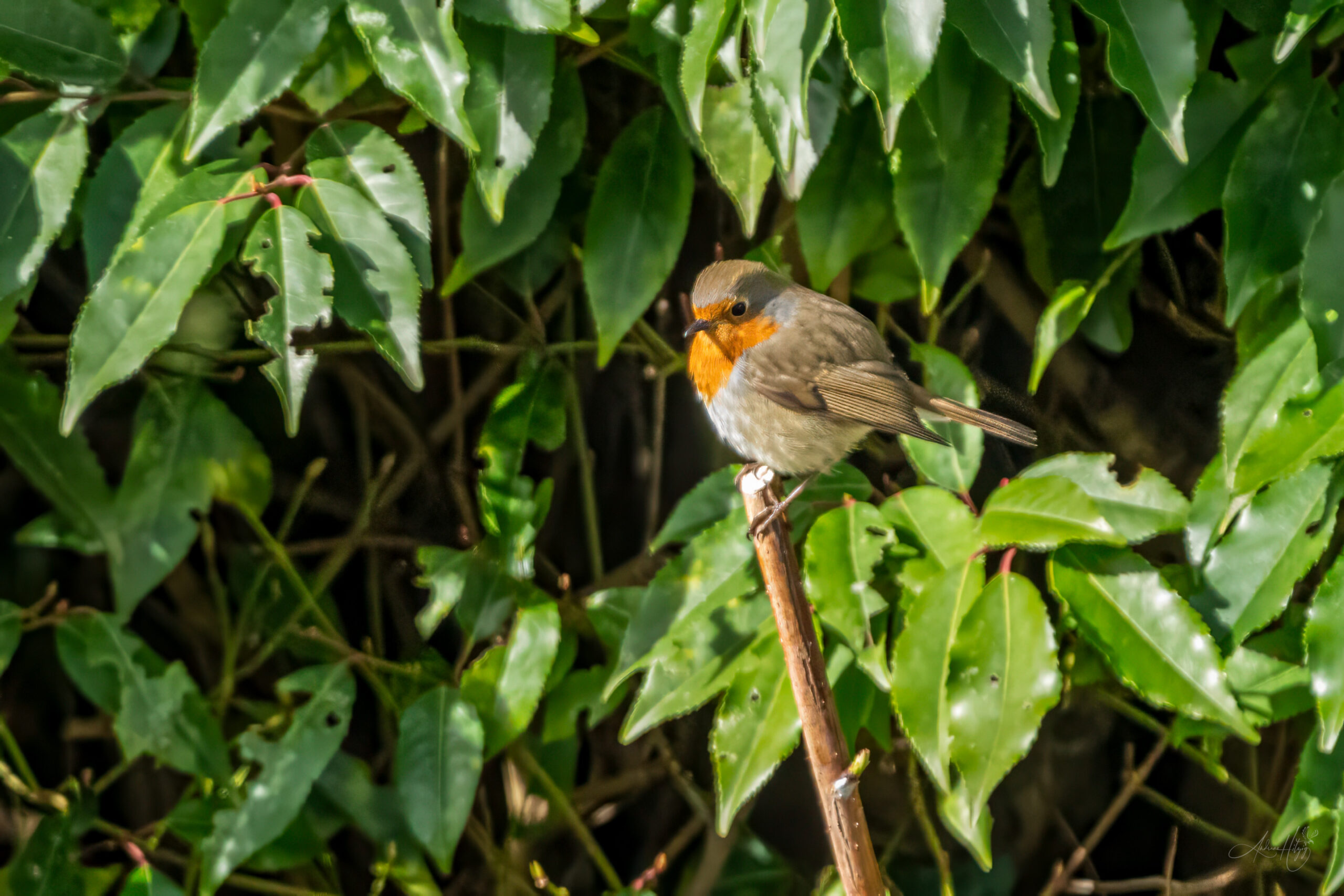 2024-04-02 März Vögel : Rotkehlchen / March birds : Robin