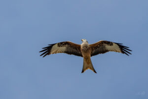 2024-04-02 März Vögel : Rotmilan / March birds : Red kite