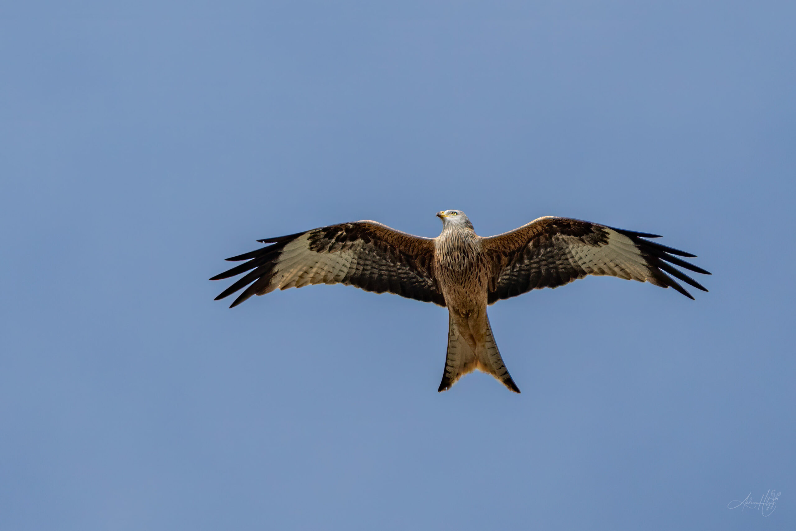 2024-04-02 März Vögel : Rotmilan / March birds : Red kite