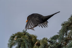 2024-04-02 März Vögel : Amsel / March birds : Blackbird