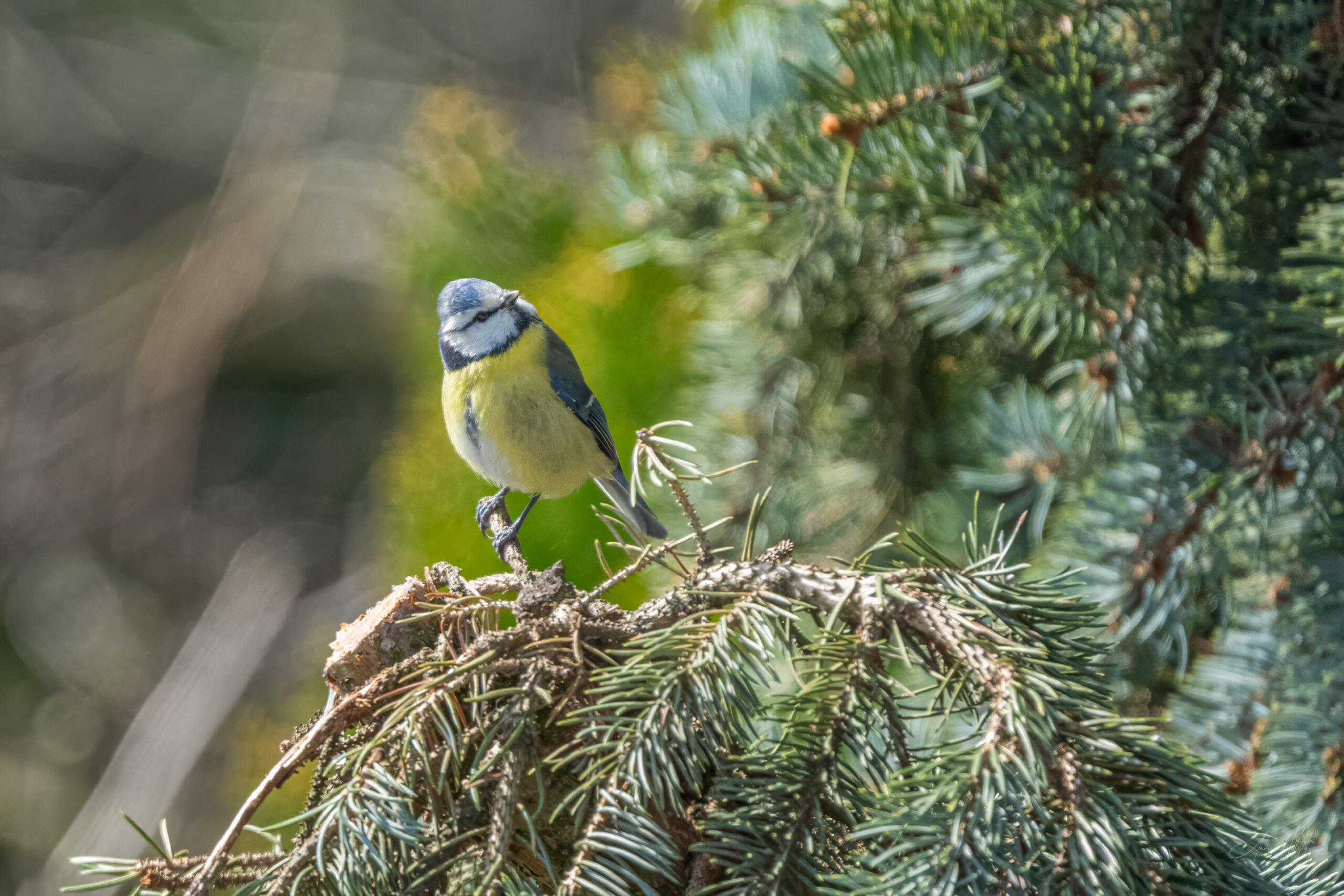 2024-04-02 März Vögel : Blaumeise / March birds : blue tit