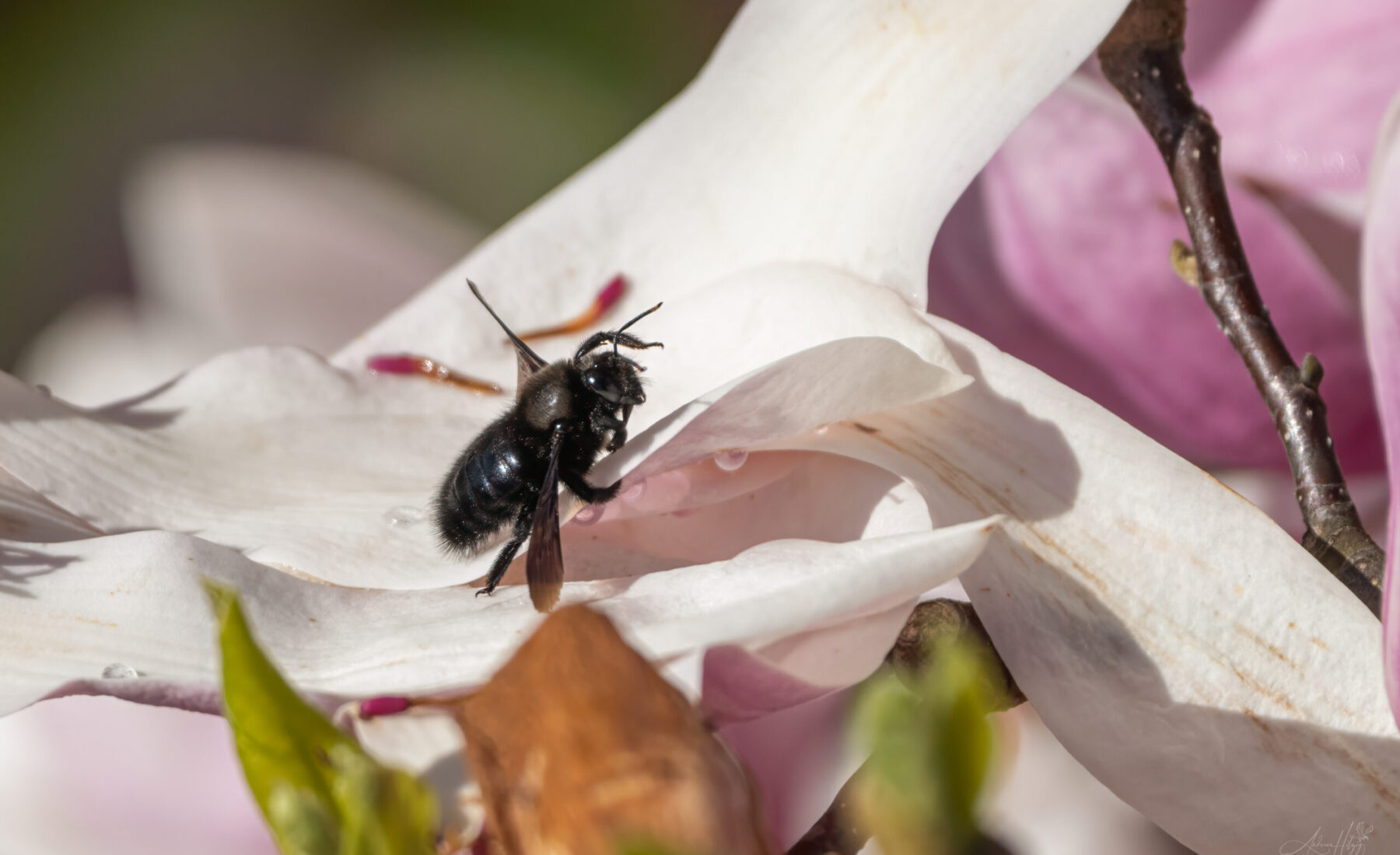 2024-03-19 Grosses, schwarzes Insekt / Big, black insect