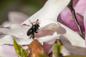 2024-03-19 Grosses, schwarzes Insekt / Big, black insect