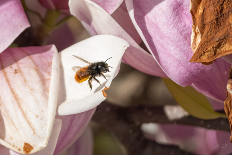 2024-04-06 Wildbienen im März / Wild bees in March