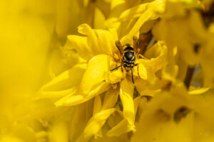 2024-03-19 Gelb / Yellow