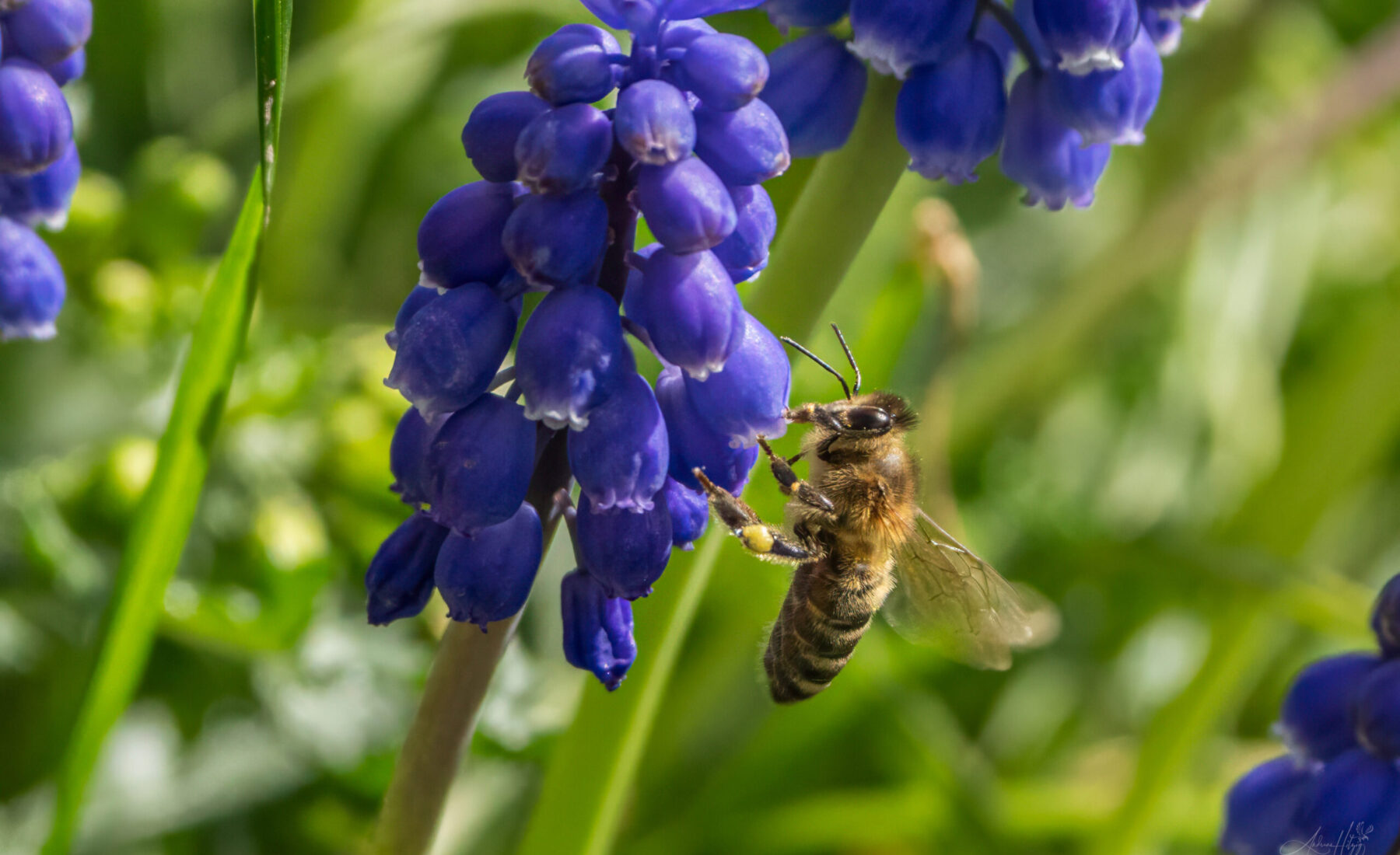 2024-03-19 Blau / Blue