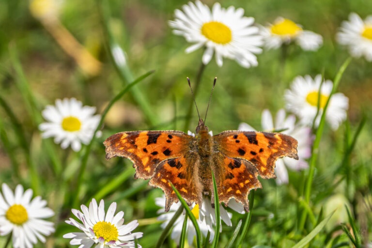 2024-04-05 Schmetterling im März / Butterfly in March