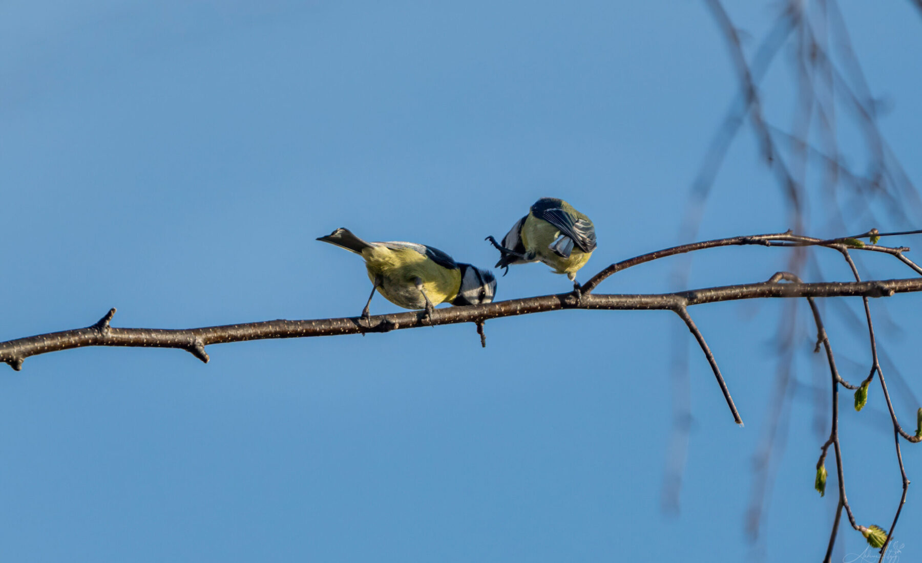 2024-03-19 Kleiner Zwist zwischen Blaumeisen / A small dispute between blue tits