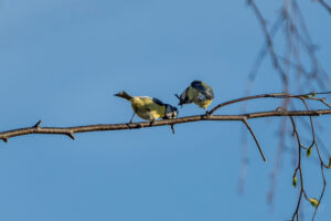 2024-03-19 Kleiner Zwist zwischen Blaumeisen / A small dispute between blue tits