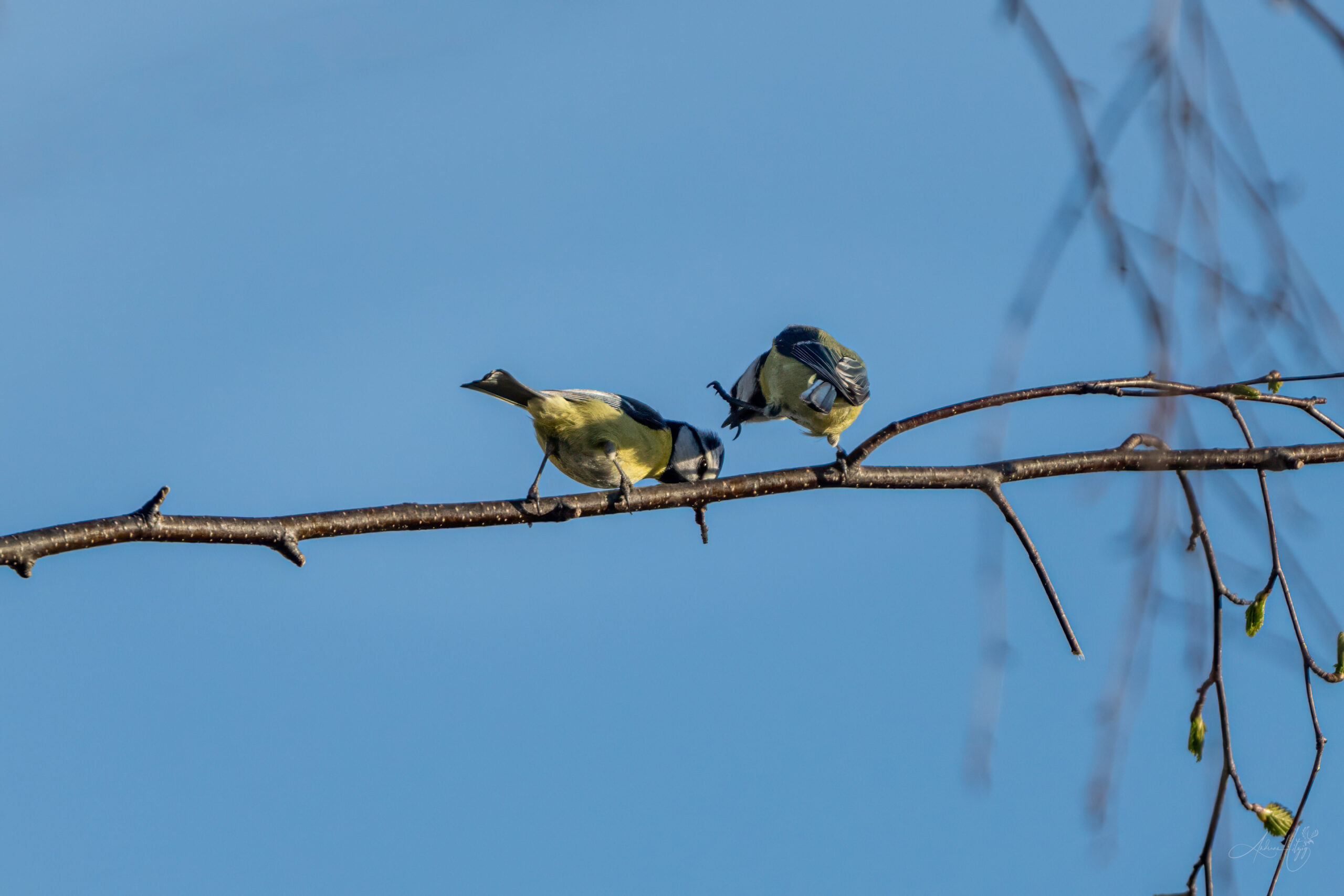 2024-03-19 Kleiner Zwist zwischen Blaumeisen / A small dispute between blue tits
