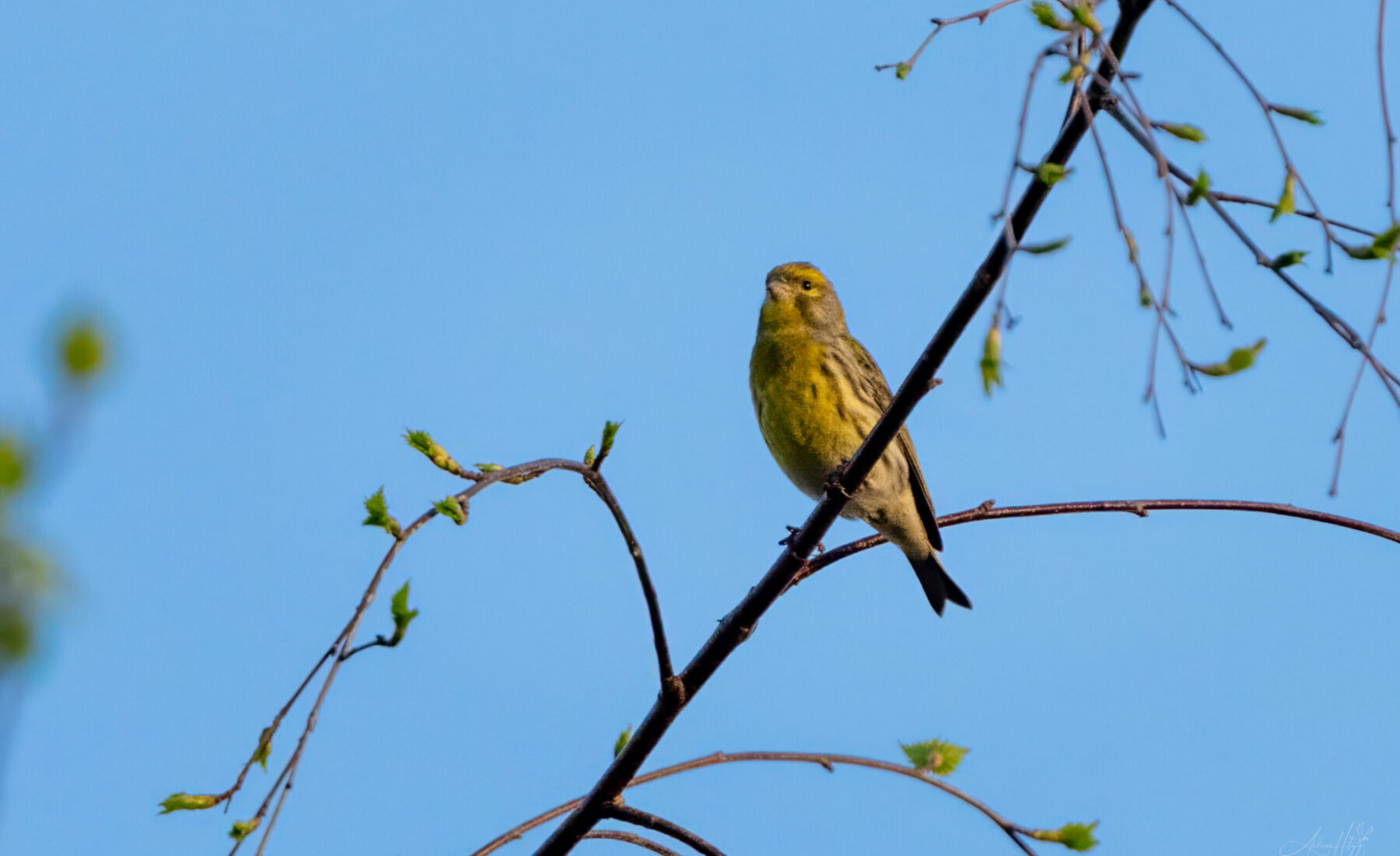 2024-04-02 März Vögel : Girlitz / March birds : European Serin