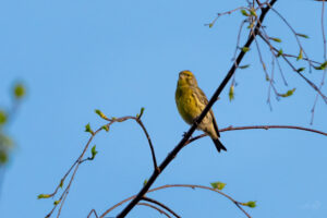 2024-04-02 März Vögel : Girlitz / March birds : European Serin