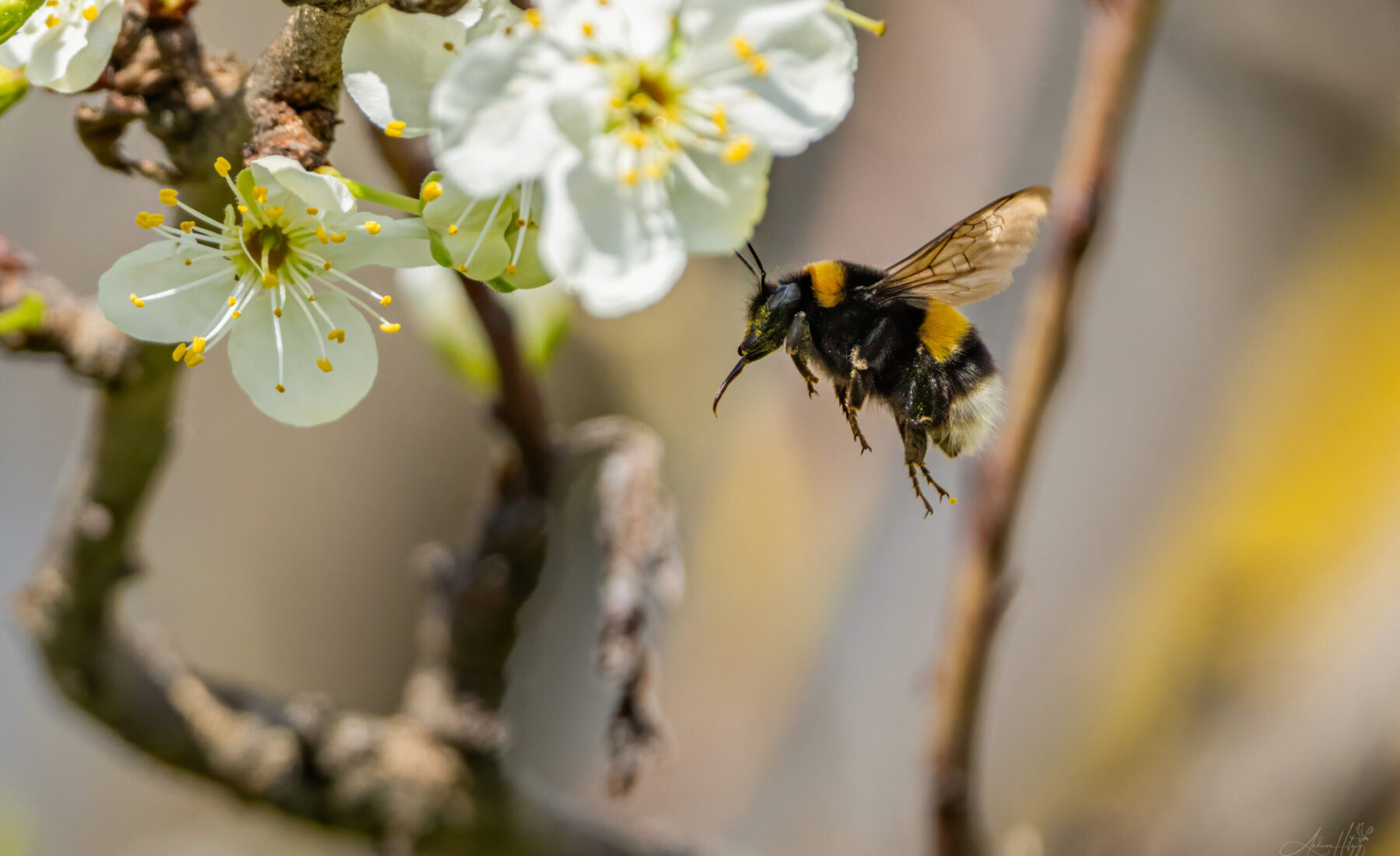 2024-04-04 Hummel im März / Bumblebee in March